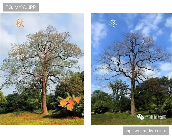 L组最具观赏性的比赛推荐